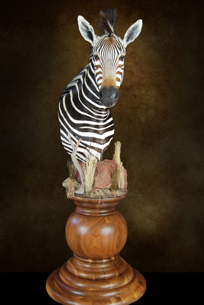 African/Exotic Trophies by Razza's Taxidermy Studio 