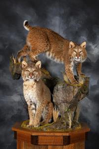 Lifesize Cat Taxidermy