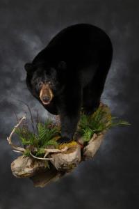 Black Bear Taxidermy.