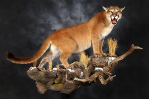 Cougar Taxidermy