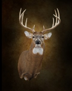 Whitetail      